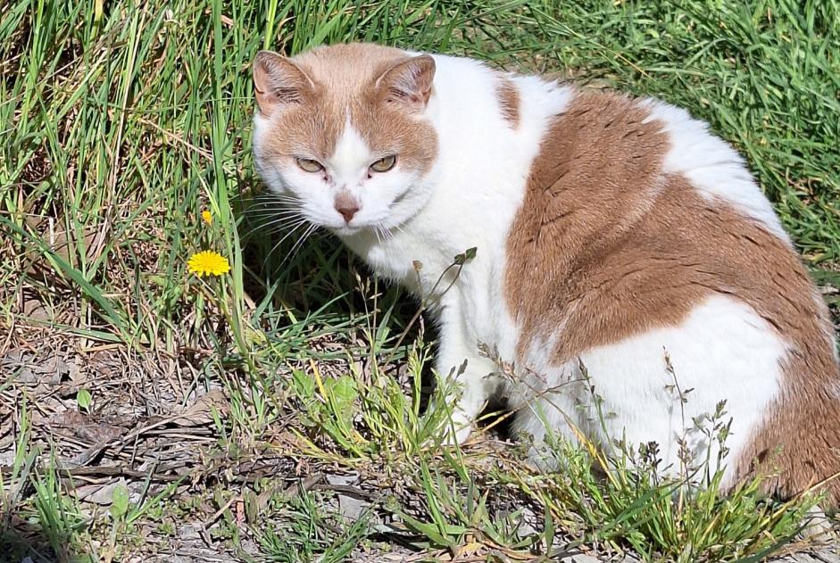 Vermisstmeldung Katze Weiblich , 11 jahre La Muda, Belluno Italien