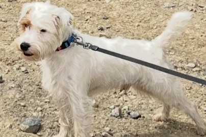 Vermisstmeldung Hund  Männliche , 2 jahre Racale Italien