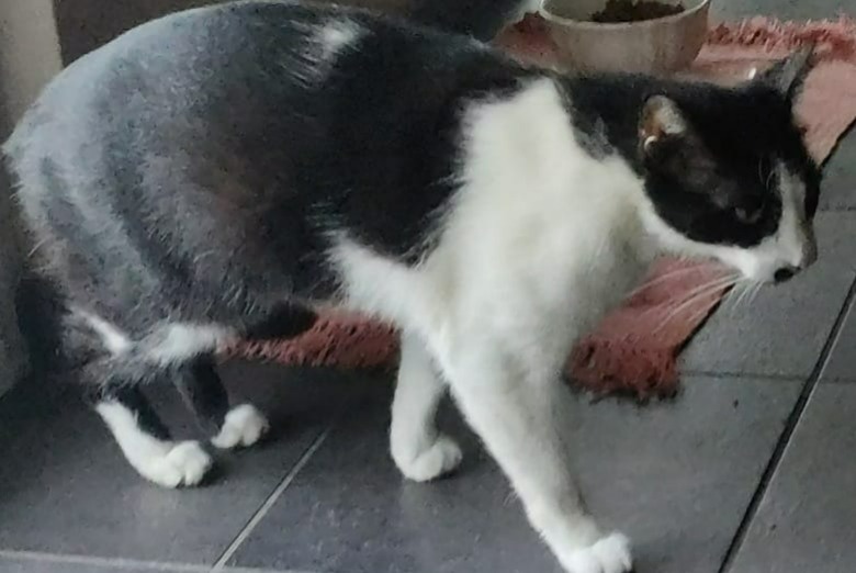 Vermisstmeldung Katze Männliche , 5 jahre Besana In Brianza Italien