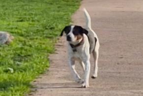 Fundmeldung Hund rassenmischung Männliche Paestum Italien