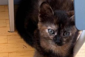 Vermisstmeldung Katze Weiblich , 0 jahre Bologna Italien