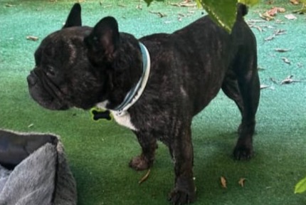 Hund Vermisst in Aurelia (, Italien)  - Verlust Pet Alert Meldung Nr. 369755