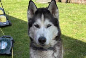 Vermisstmeldung Hund  Männliche , 9 jahre Calitri Italien