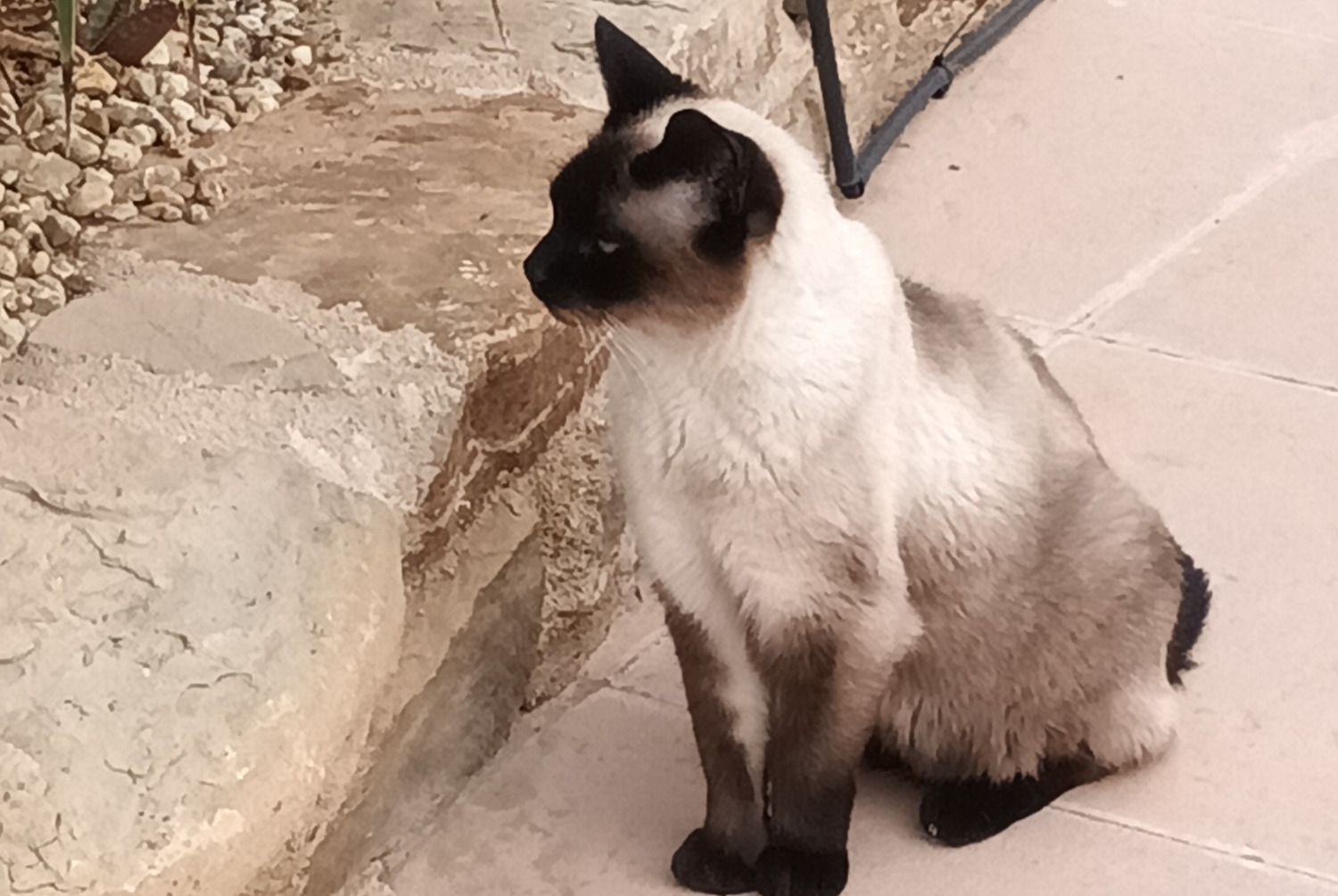 Disappearance alert Cat  Male , 10 years El Cortijo Grande Spain