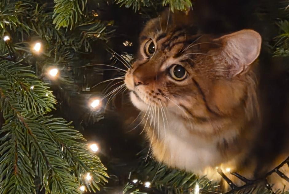 Cat Gone in Zoagli (, Italy)  - disappearance  Pet Alert  alert #369819