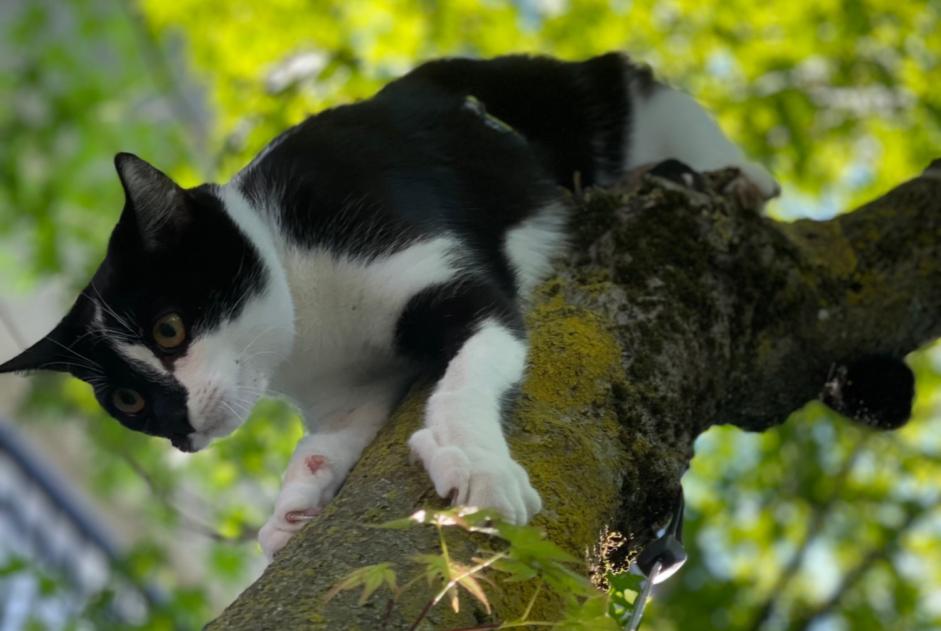 Alerta de Desaparición Gato cruce Hembra , 2 años Loano Italia