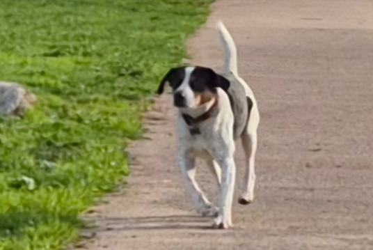 Alerta de Hallazgo Perro cruce Macho Paestum Italia