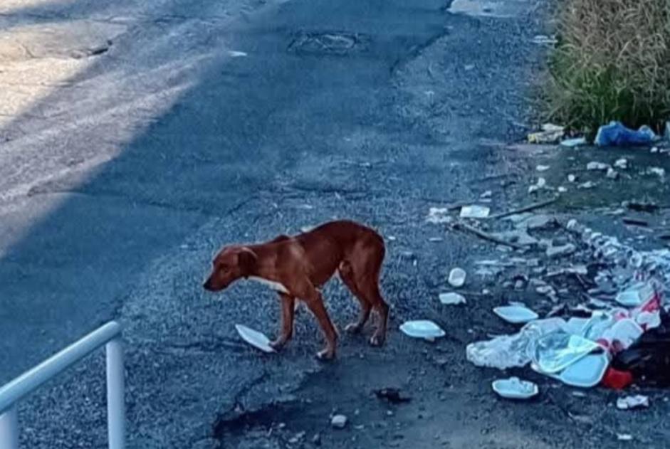 Alerte Découverte Chien Inconnu Vadue Italie