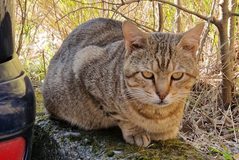 Alerte Découverte Chat croisement Mâle Genova Italie