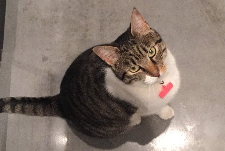 Alerte Disparition Chat  Femelle , 10 ans Roma Italie