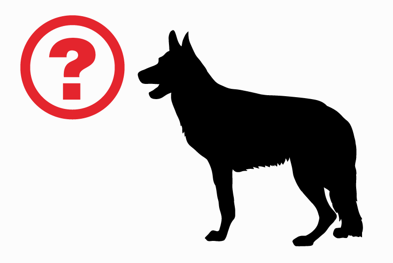 Verdwijningsalarm Hond Mannetje , 3 jaar Gradoli Italië