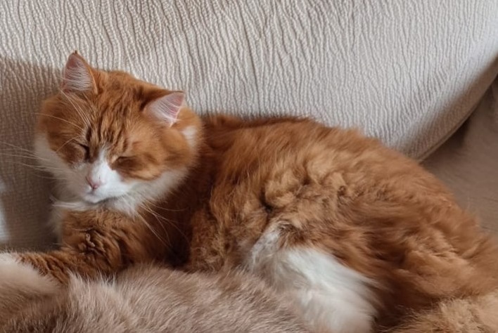 Avviso scomparsa Gatto  Maschio , 5 anni Pino Torinese Italia