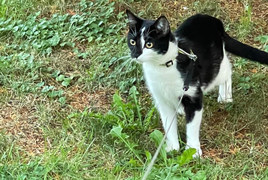 Avviso scomparsa Gatto incrocio di razze Femmina , 2 anni Loano Italia