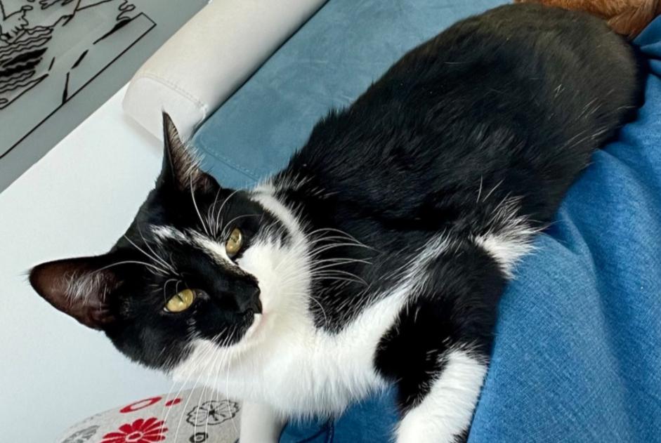 Avviso scomparsa Gatto incrocio di razze Femmina , 2 anni Loano Italia