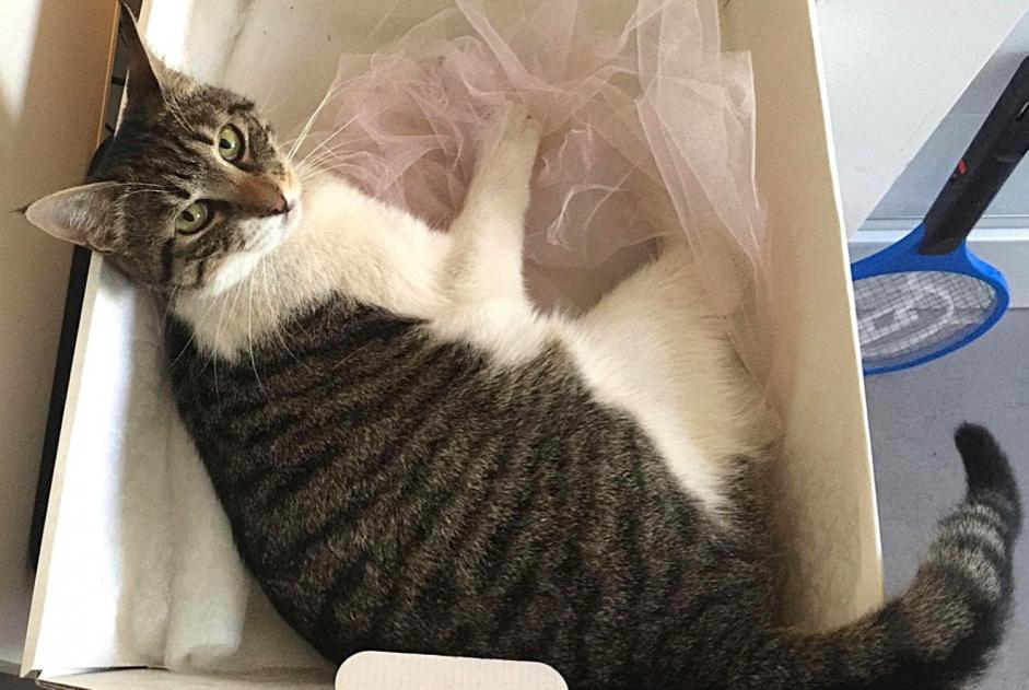 Avviso scomparsa Gatto  Femmina , 10 anni Roma Italia