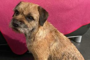 Avviso scomparsa Cane  Femmina , 7 anni Sexten Italia