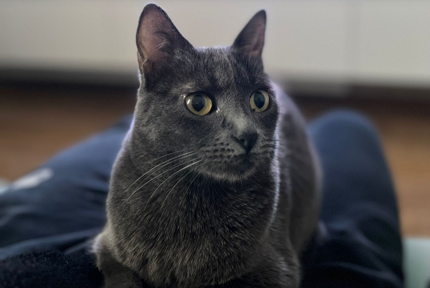 Gatto Smarrito a Vinci (, Italia)  - allerta scoperta Pet Alert n. 363911