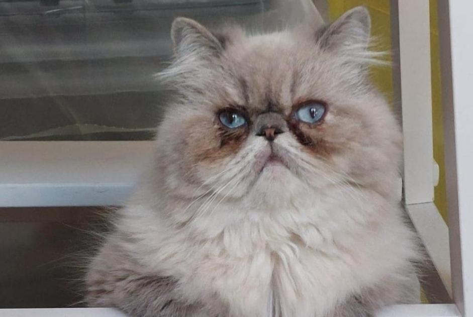 Gatto Smarrito a Pozzuoli (, Italia)  - allerta scoperta Pet Alert n. 364109