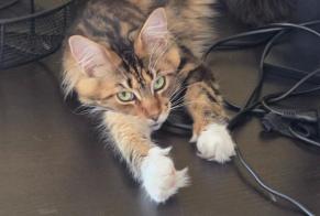 Avviso scomparsa Gatto  Femmina , 1 anni Zoagli Italia