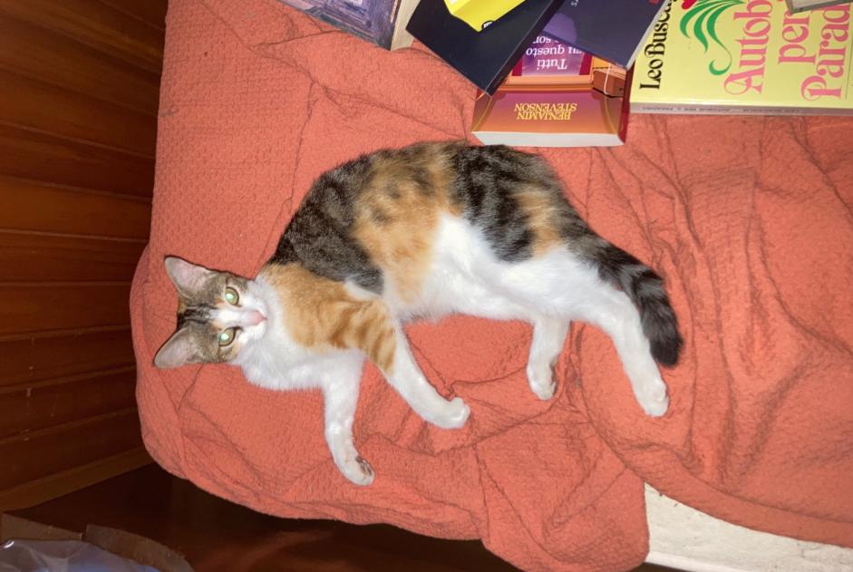 Gatto Trovato a Valbrenta (, Italia)  - allerta scoperta  Pet Alert n. 369860