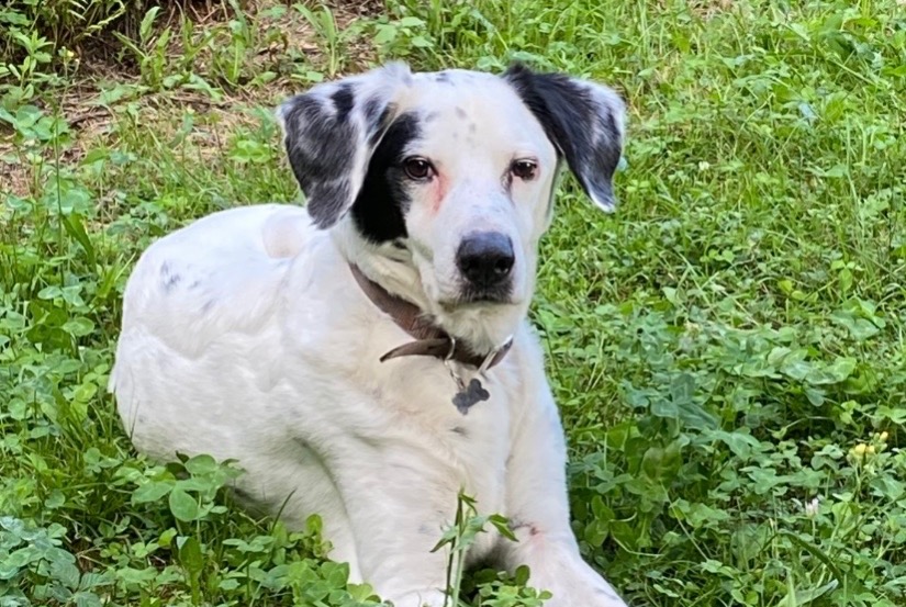 Cane Smarrito a Miasino (, Italia)  - allerta scoperta Pet Alert n. 375663