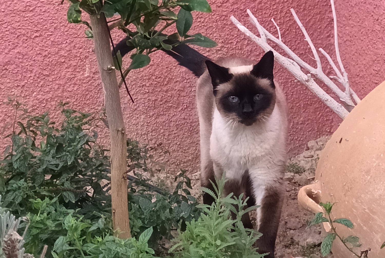 Verdwijningsalarm Kat  Mannetje , 10 jaar El Cortijo Grande Spanje